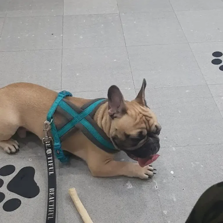amulen veterinaria 2 768x768