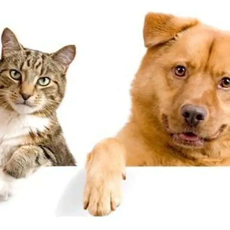 belgrano veterinaria medical center 768x768