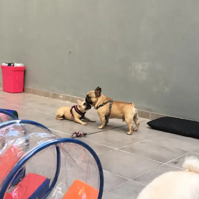 bonaire petshop veterinaria 1 768x768