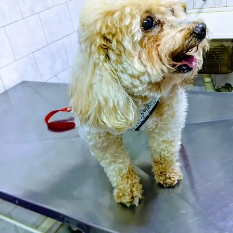 clinica veterinaria fructuoso rivera 768x768
