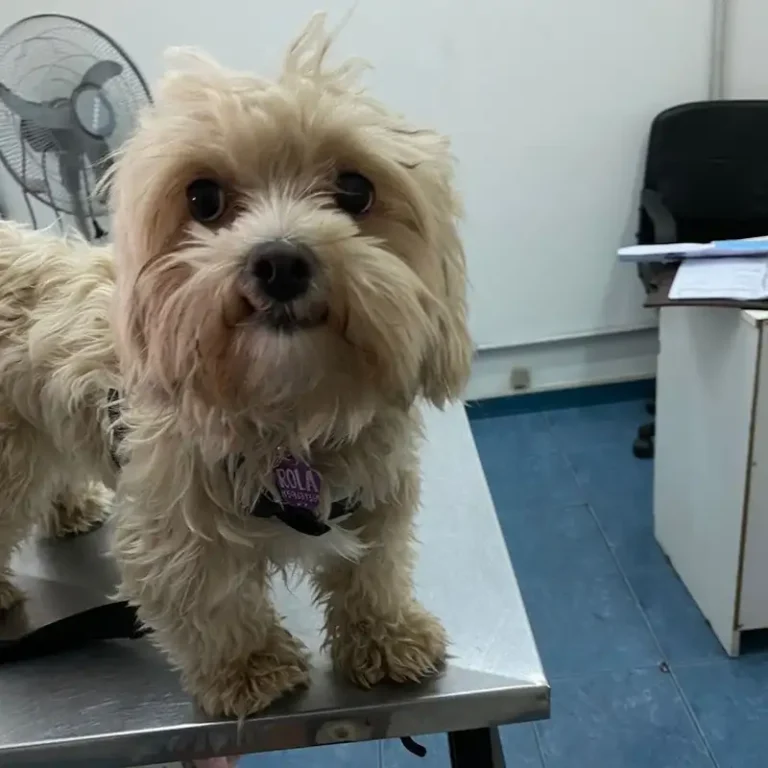 clinica veterinaria villa del parque 768x768