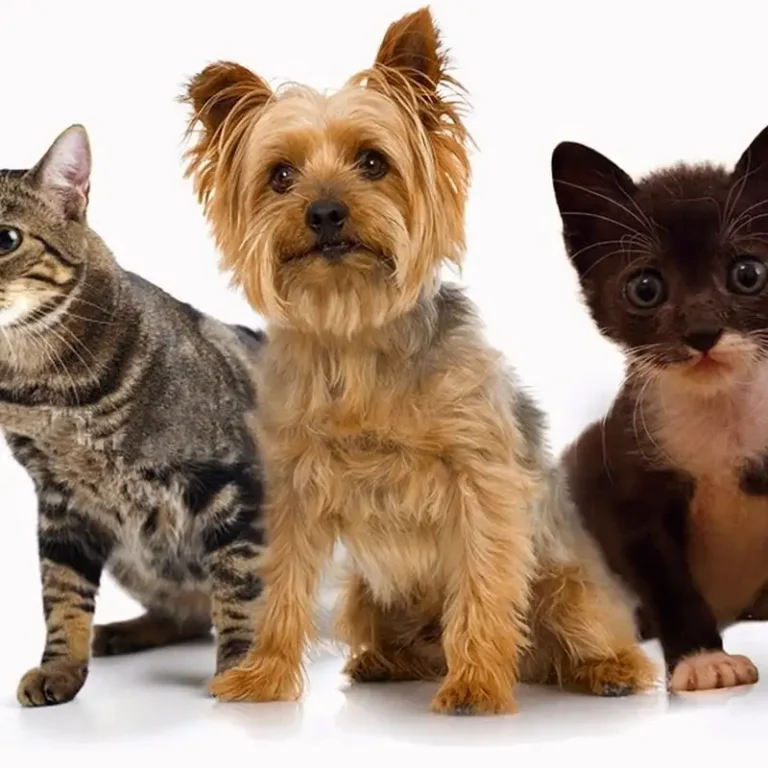 consultorio veterinario dr roberto a chivilo 768x768