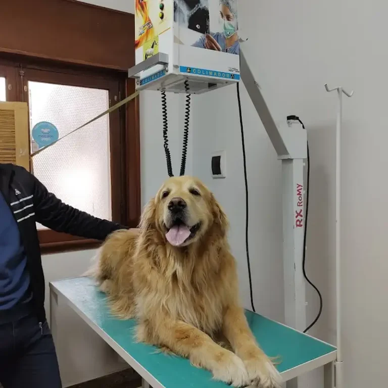 consultorio veterinario miguel corti 1 768x768