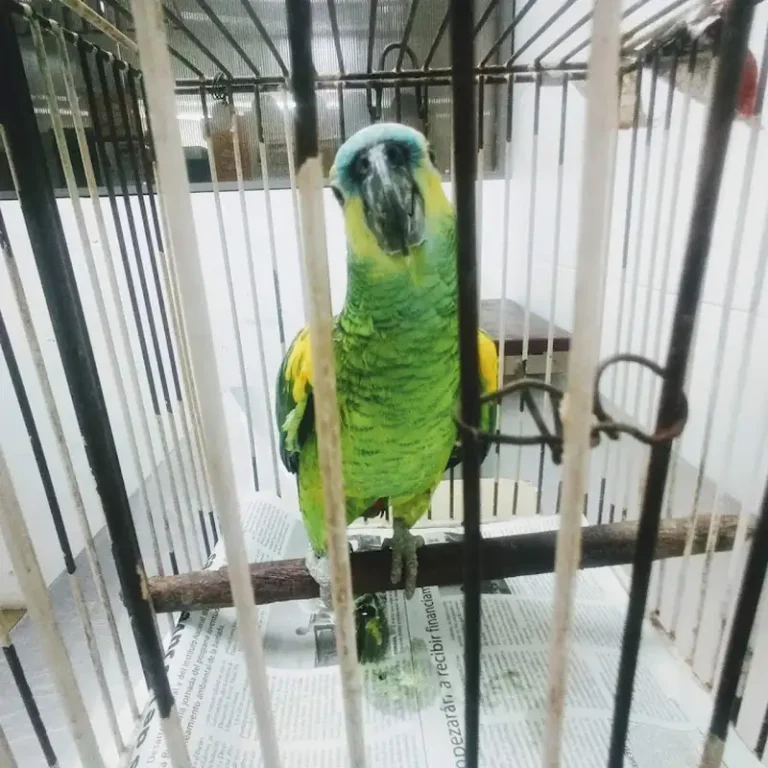 espacio animal veterinaria chaco 768x768
