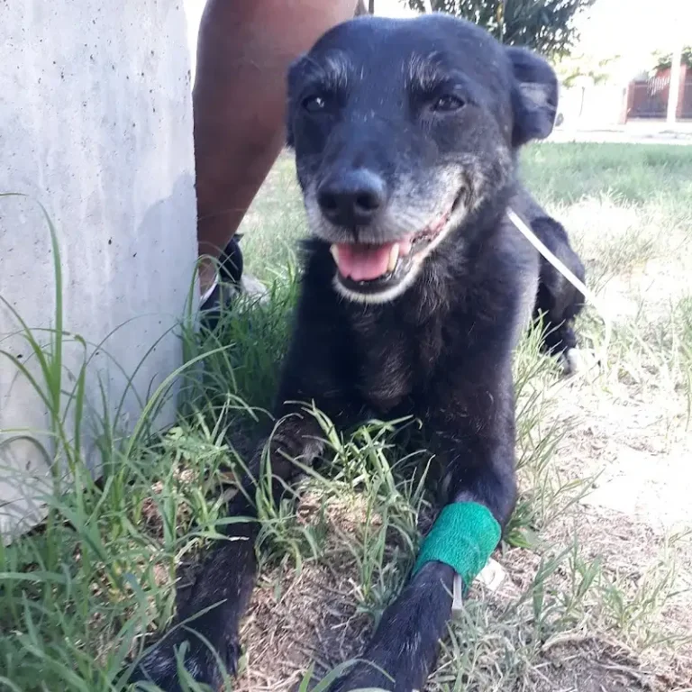 giunta sanchez centro veterinario 768x768