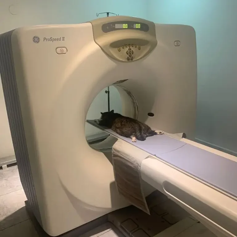 pet radiologia tomografia veterinaria 768x768