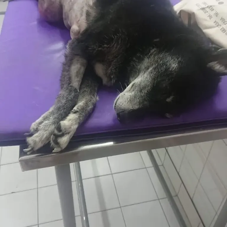 pets clinica veterinaria 768x768