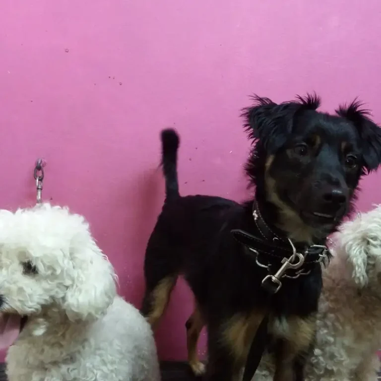 san marcos veterinaria  768x768