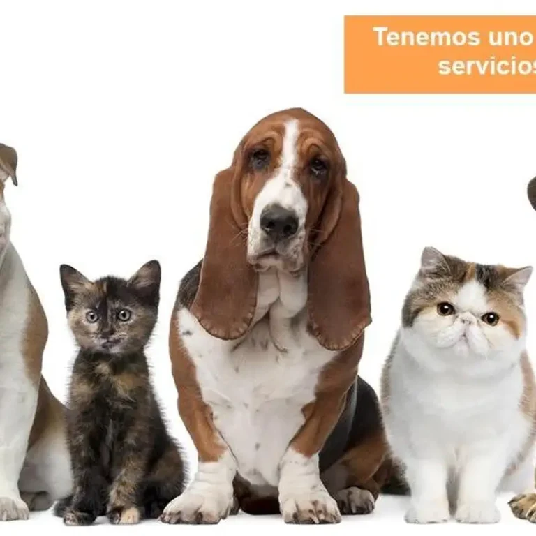 south clinica veterinaria buenos aires caba 768x768