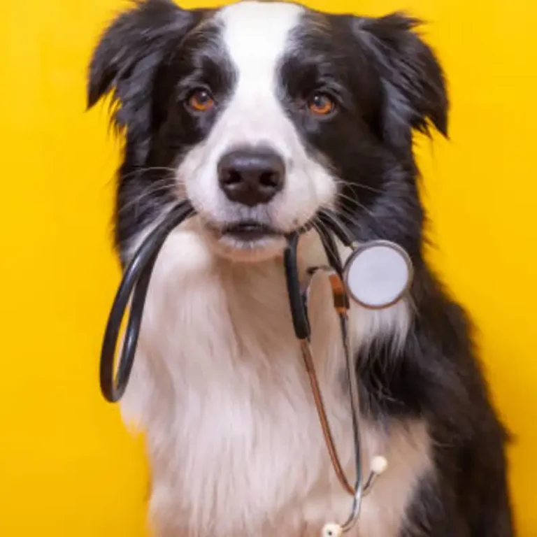 vet care 768x768