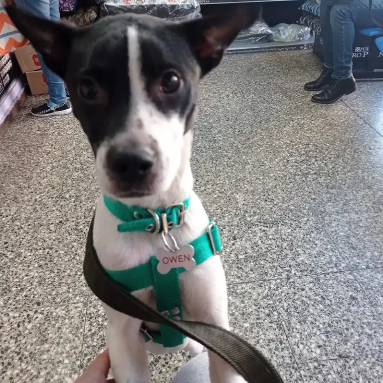 veterinaria co ta 768x768