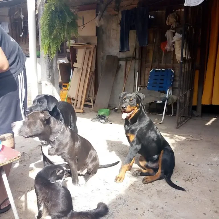 veterinaria laika 768x768