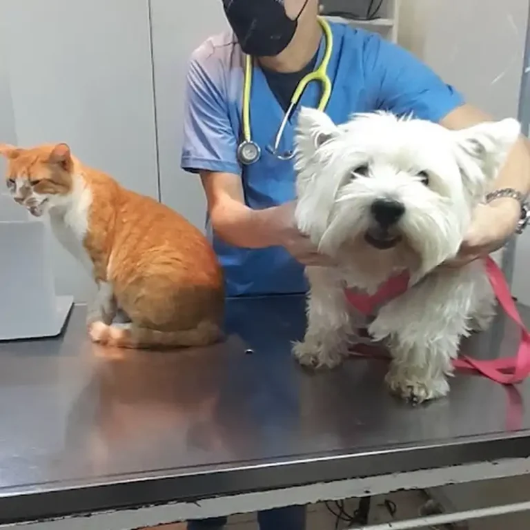 veterinaria mascotas portenas 768x768