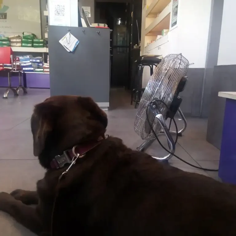 veterinaria merli 768x768