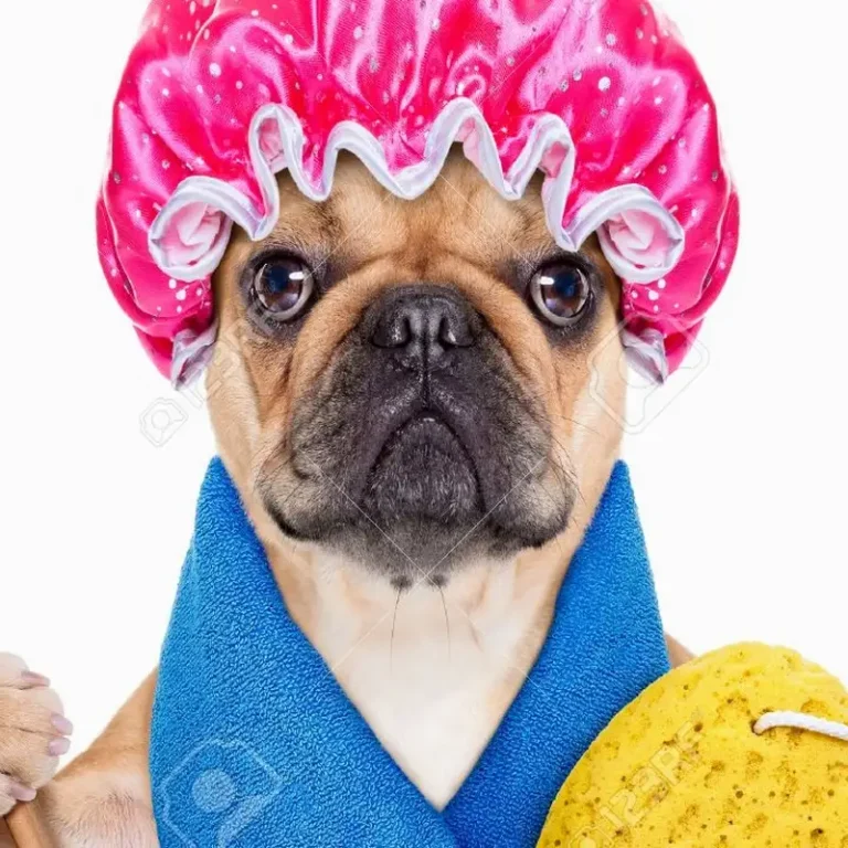 veterinaria peluqueria san cristobal 768x768