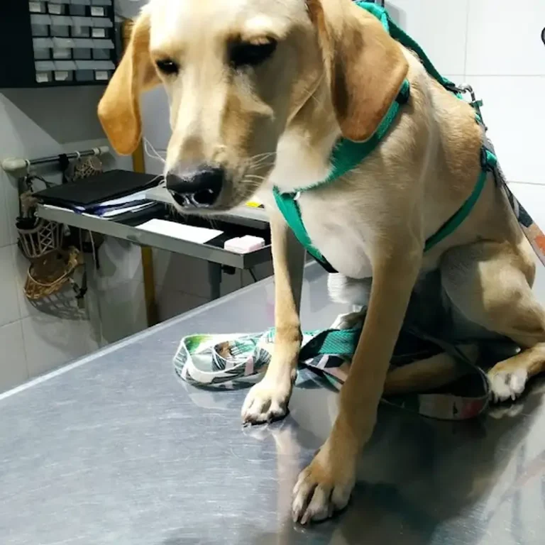 veterinaria plaza 768x768