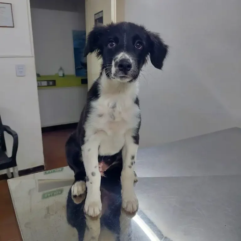 veterinaria roninos 768x768