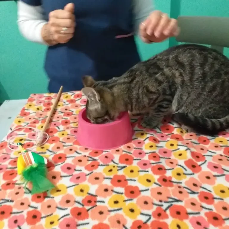 veterinaria saavedra 768x768