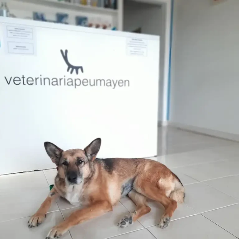 veterinaria peumayen 768x768