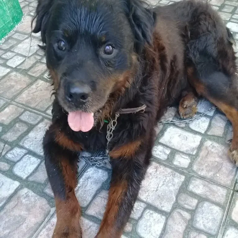 veterinaria semenza 768x768