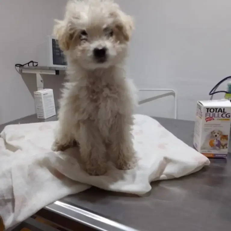 clinica veterinaria mivet 768x768