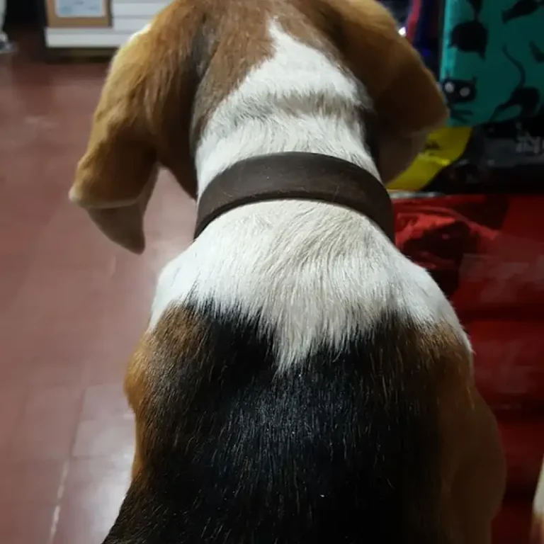 san antonio veterinaria 768x768