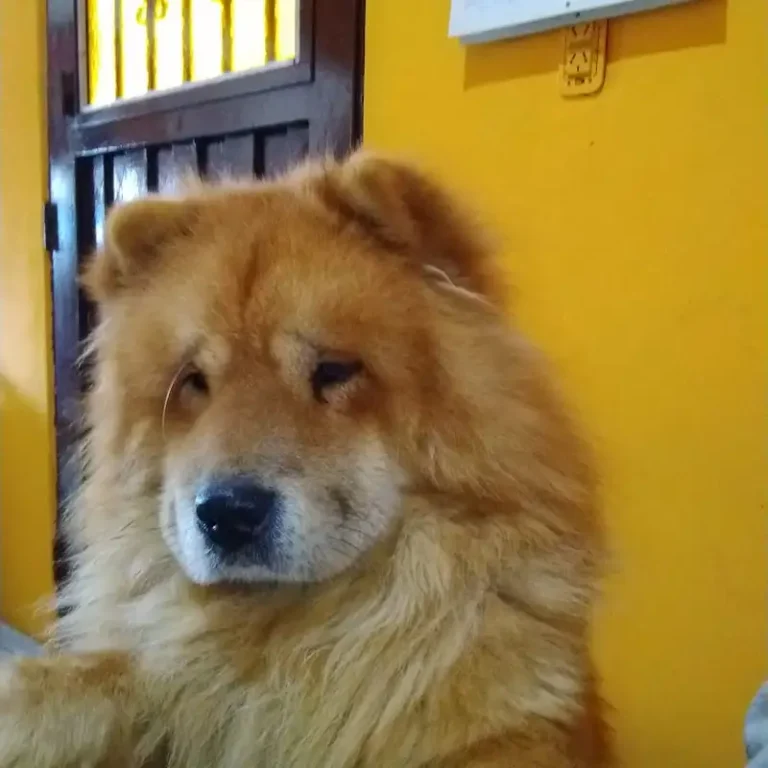 san roque veterinaria cordoba 768x768