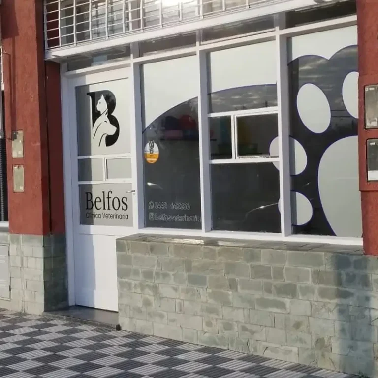 belfos clinica veterinaria 768x768