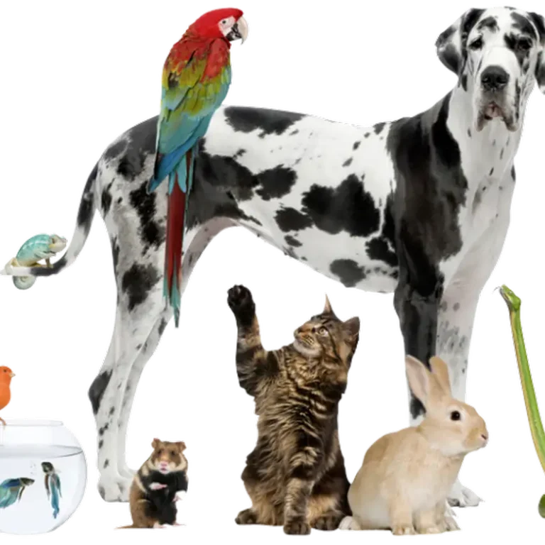 veterinaria agustina gonzalez aaman 768x768