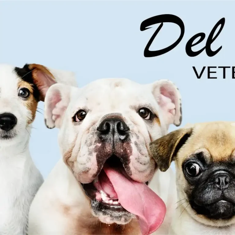 veterinaria en villa carlos paz del monte 768x768