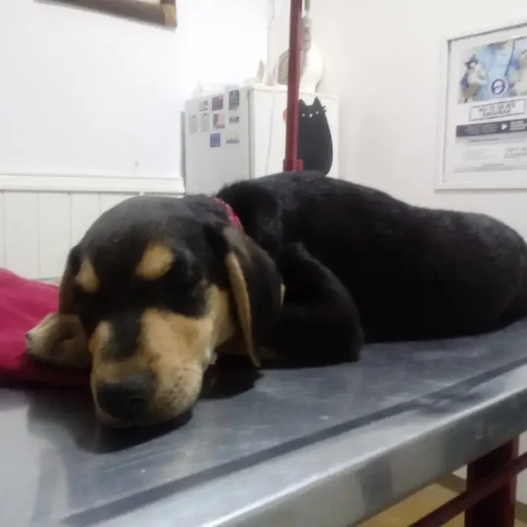 veterinaria los paraisos 768x768