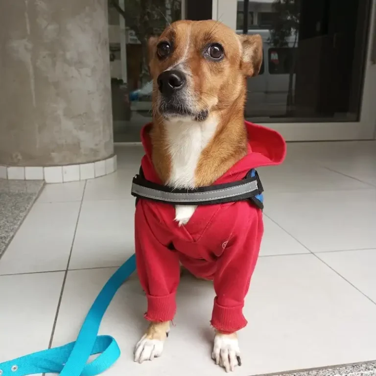 veterinarias gp sucursal barrio general paz 768x768