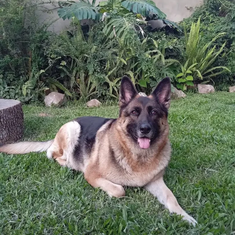 rg veterinaria 768x768