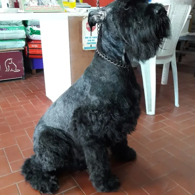 veterinaria clinica puerto 768x768