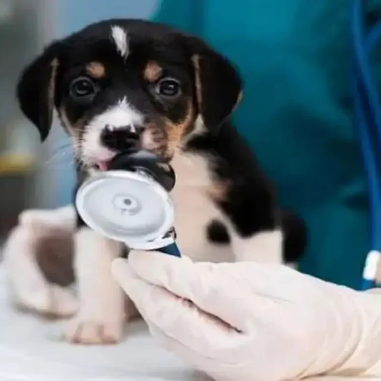 veterinaria el ponaco 768x768