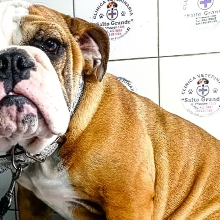 veterinaria salto grande 768x768