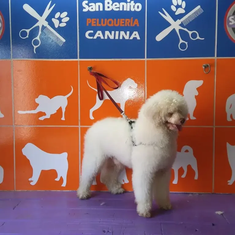 veterinaria san benito central house 768x768