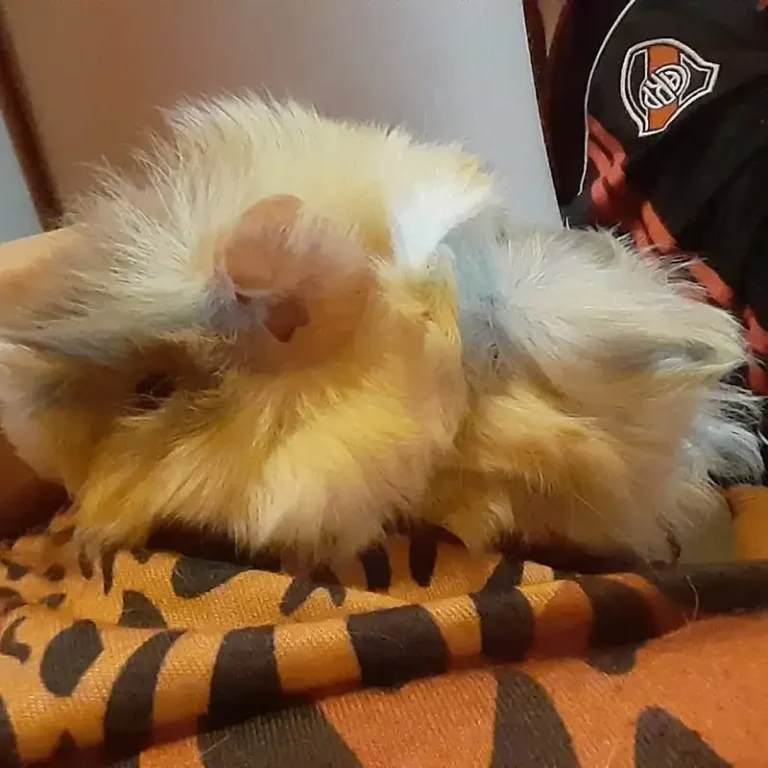 veterinaria sandocan 768x768