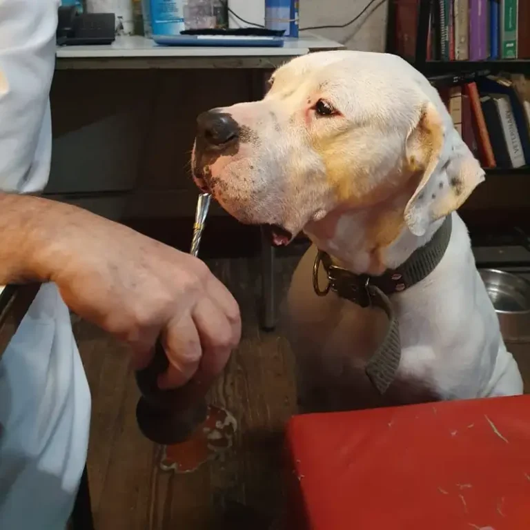centro medico veterinario roca 768x768