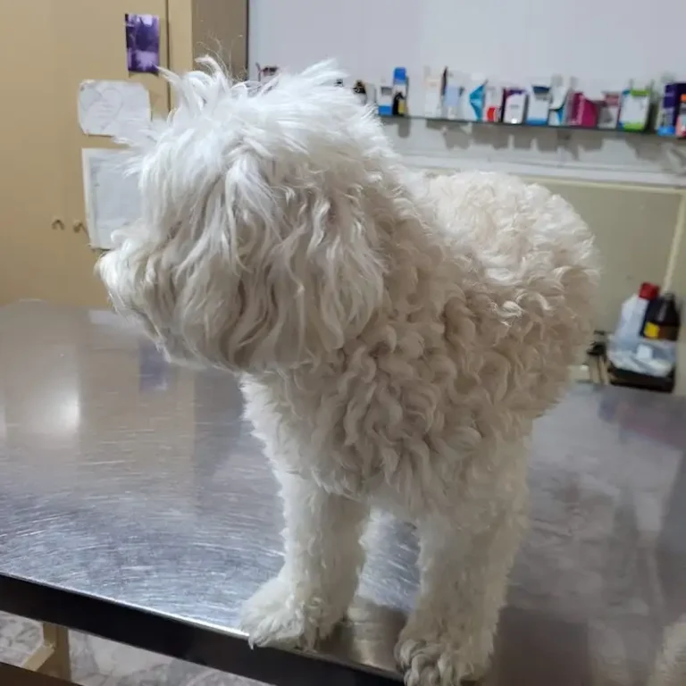 centro veterinario integral 768x768