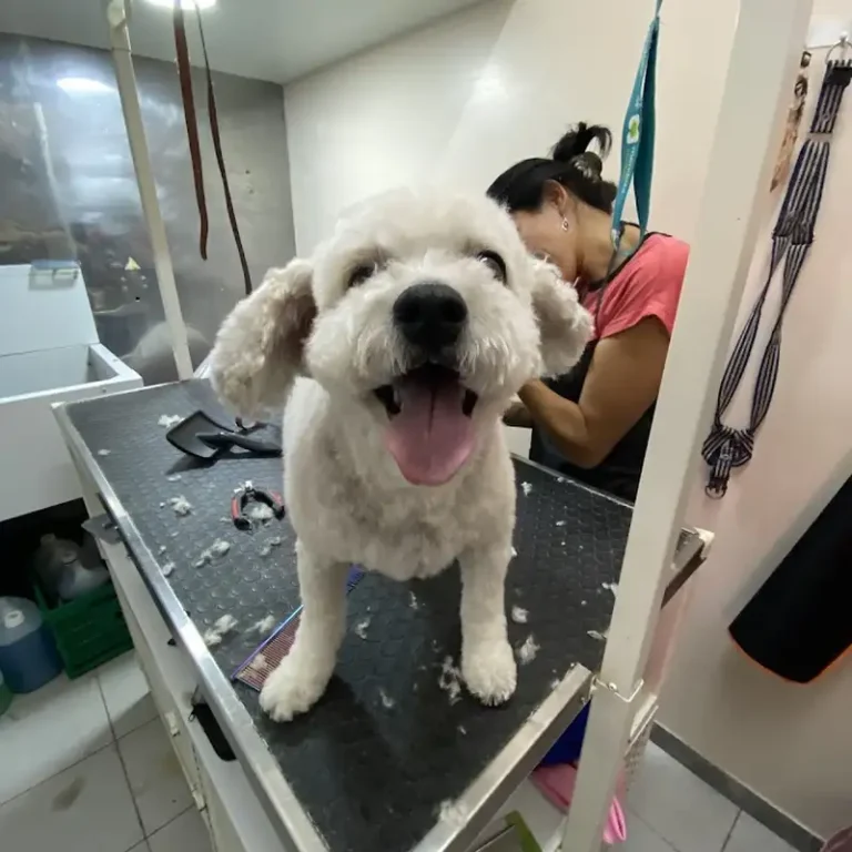 clinica veterinaria austral 768x768
