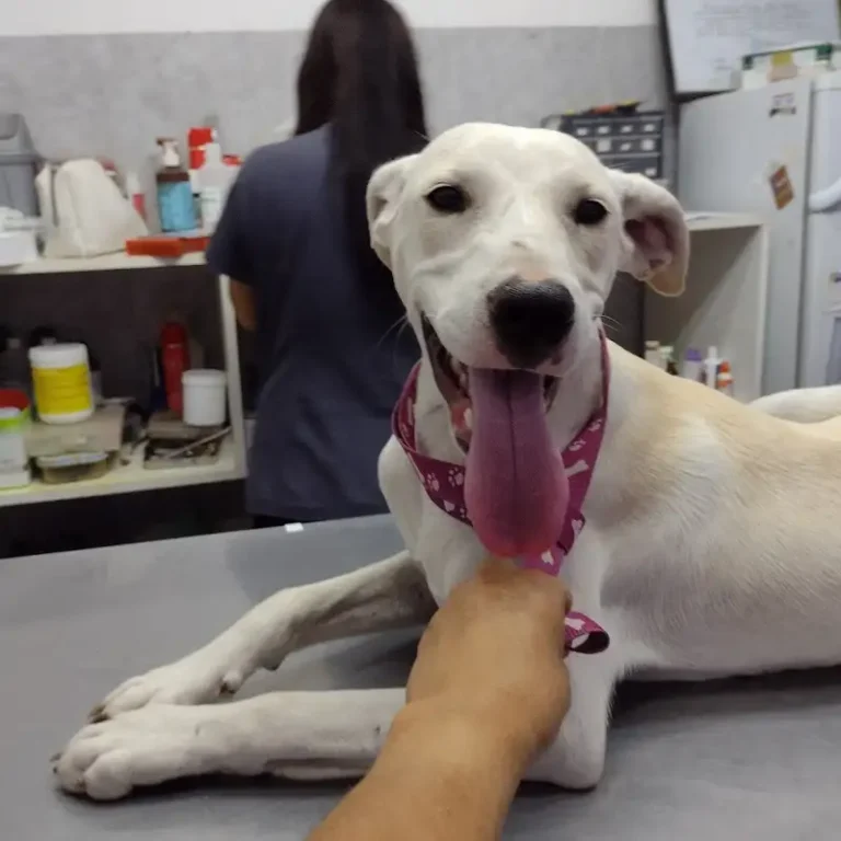 clinica veterinaria el pato 768x768