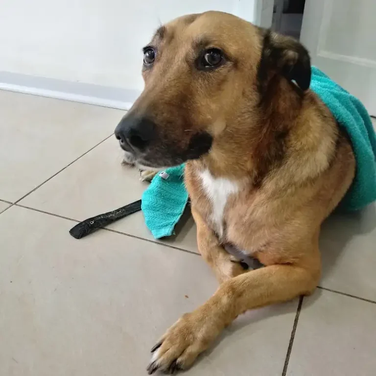 clinica veterinaria pampa 768x768