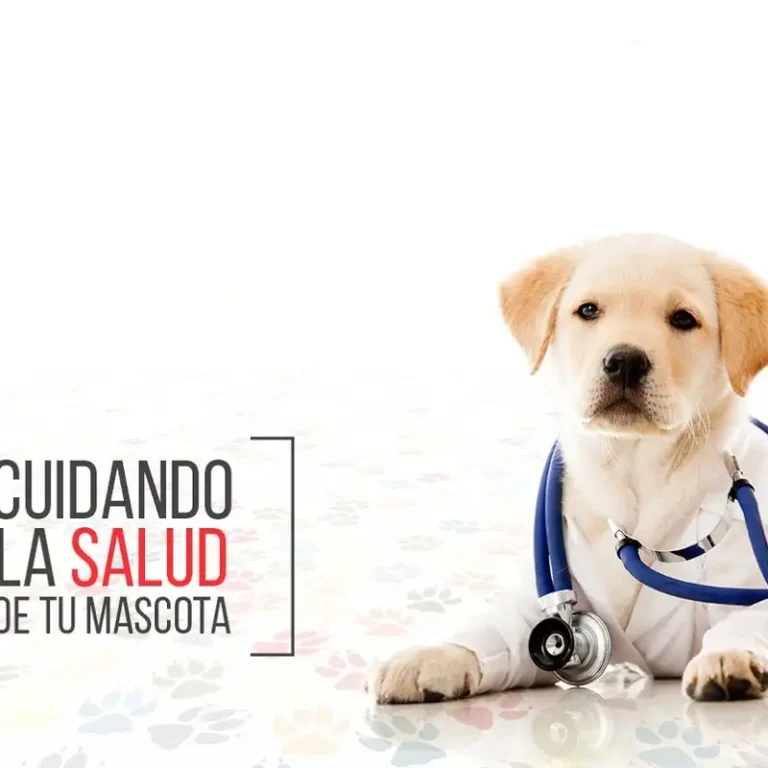 clinica veterinaria santa teresita 768x768
