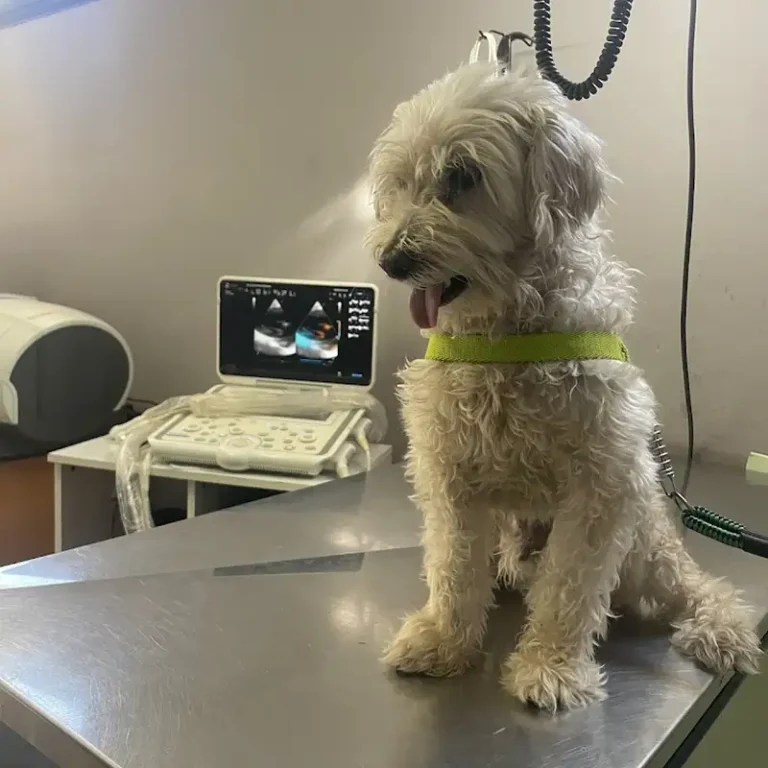dr flacks centro veterinario 768x768