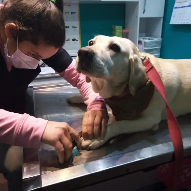 dr pets 768x768