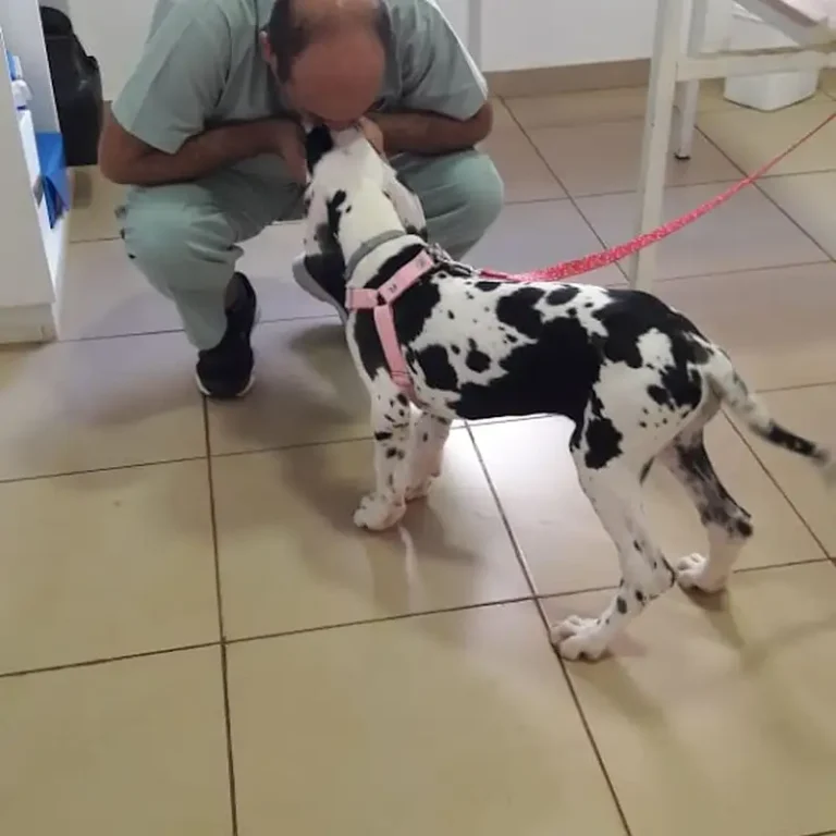 estacion animal veterinaria 768x768