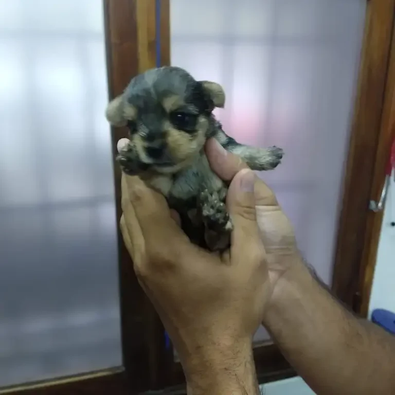 mendieta clinica veterinaria 768x768