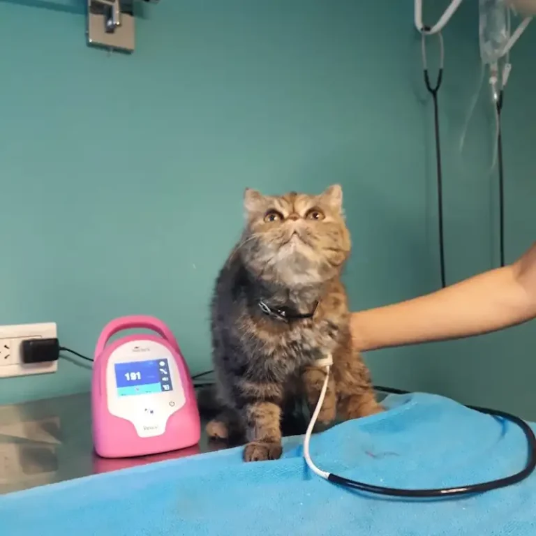 monllor medicina felina 768x768