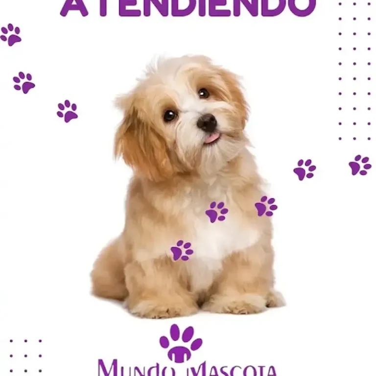mundo mascota veterinaria 768x768